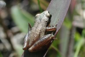 Little Grass Frog - North Carolina